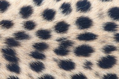 African Cheetah clipart