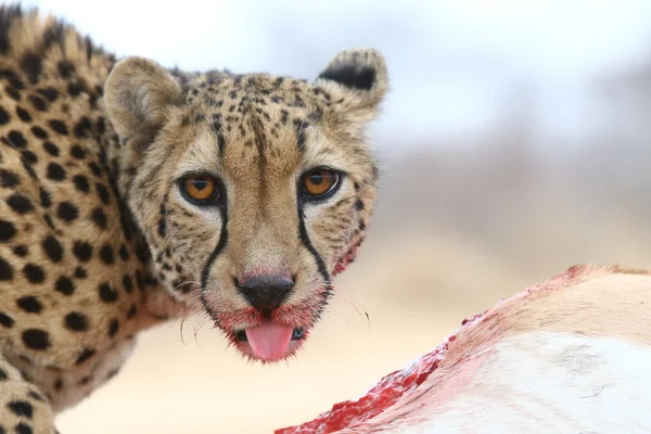 非洲猎豹 — 图库照片