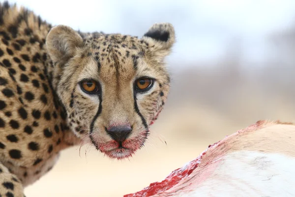 African Cheetah — Stock Photo, Image