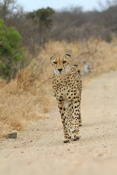 Afrikanischer Gepard — Stockfoto