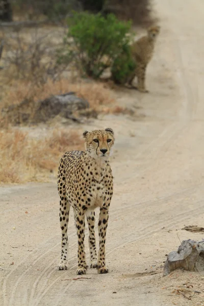 非洲猎豹 — 图库照片