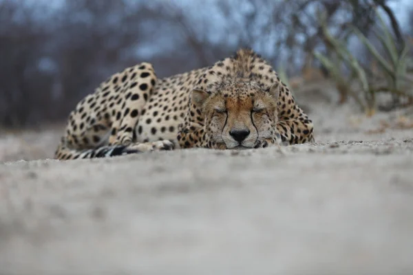 Африканський Гепард — стокове фото