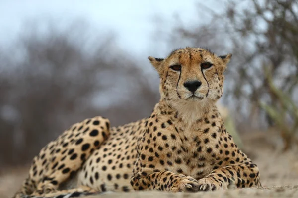 African Cheetah — Stock Photo, Image