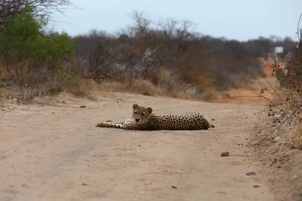 African Cheetah — Stock Photo, Image