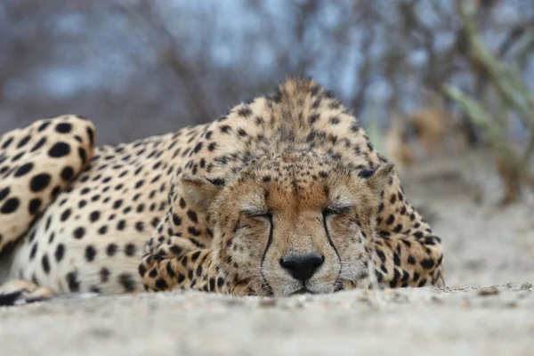 African Cheetah — Stock Photo, Image