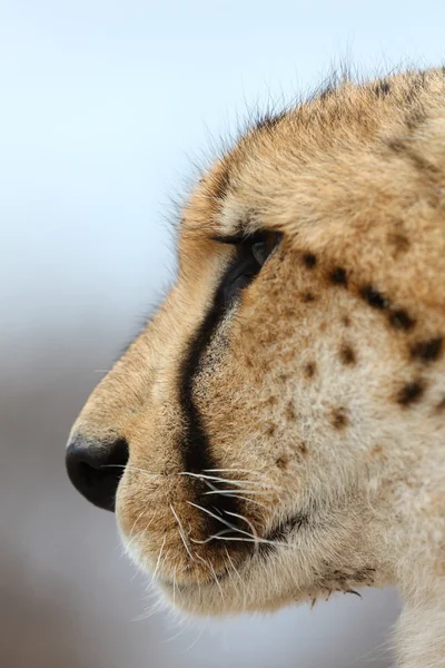 Afrikanischer Gepard — Stockfoto