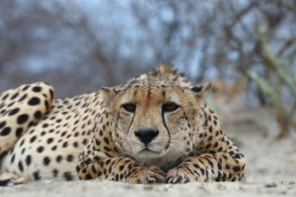 African Cheetah — Stock Photo, Image