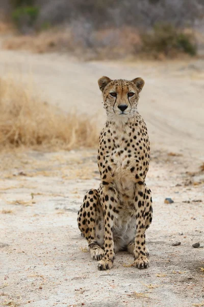 Guepardo africano — Foto de Stock