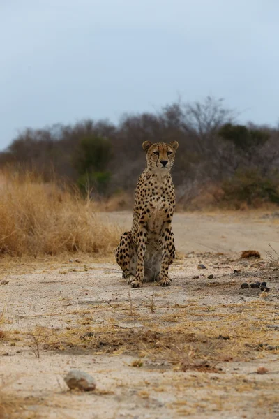 African Cheetah — Stock Photo, Image