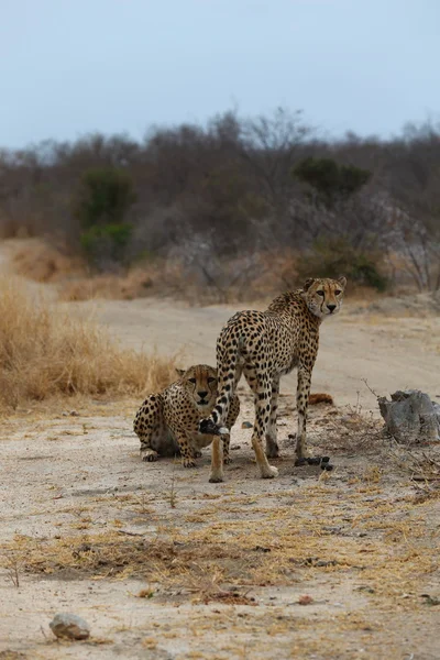 Africký gepard — Stock fotografie