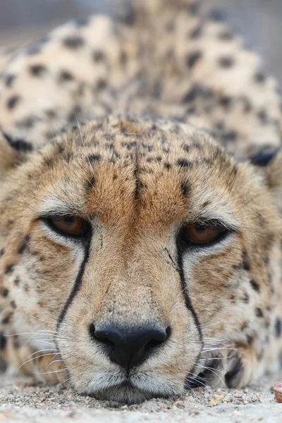 Afrikanischer Gepard — Stockfoto