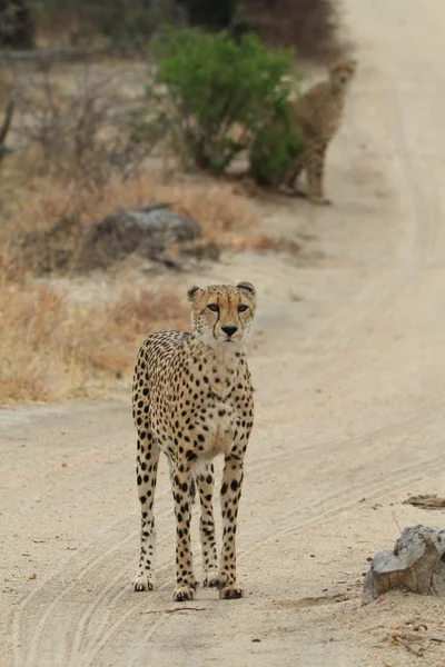 African Cheetah — Stock Photo, Image