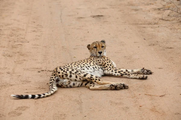 Afrikanischer Gepard — Stockfoto