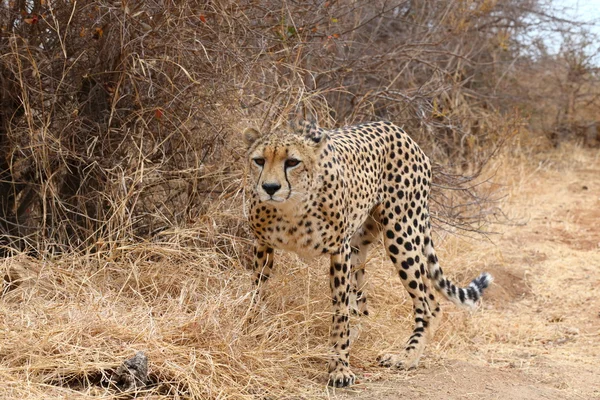 Afrikanischer Gepard — Stockfoto