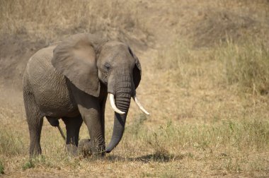 Afrika fili
