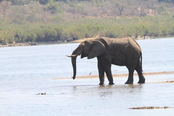 Afrikanischer Elefant — Stockfoto