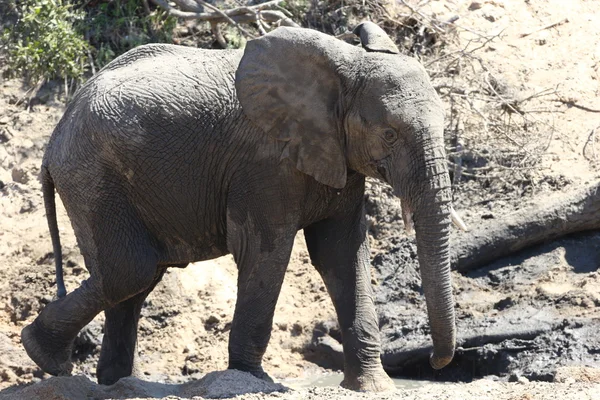 Elefante africano — Foto de Stock