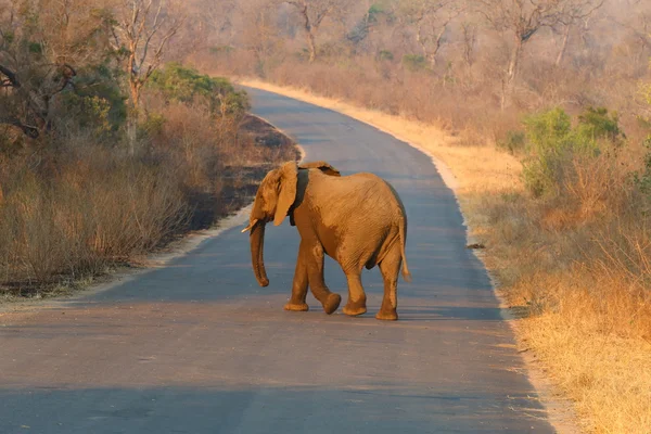 African Elephant — Stock Photo, Image