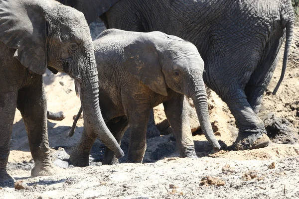 African Elephant — Stock Photo, Image