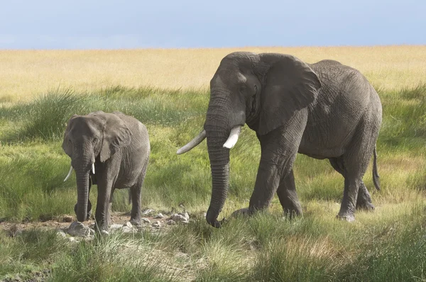 Afrikaanse olifant Rechtenvrije Stockafbeeldingen