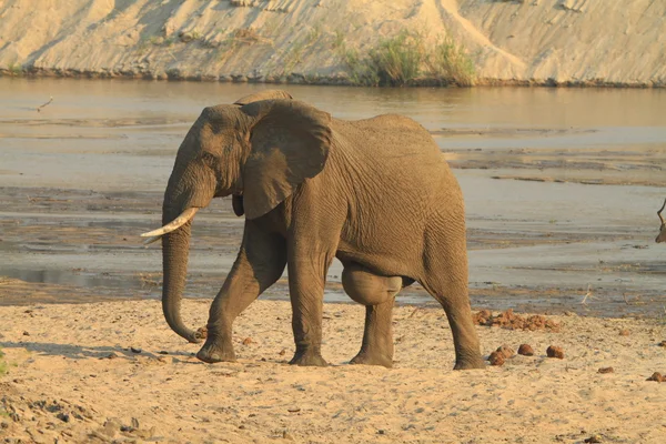 Afrikaanse olifant Stockfoto