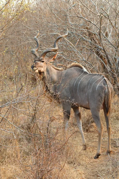 큰 Kudu — 스톡 사진