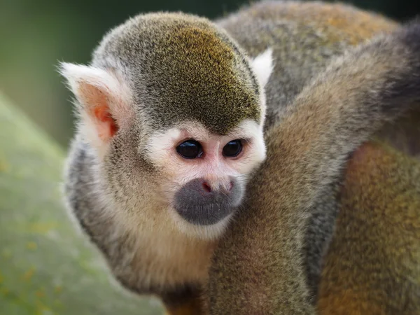 Porträt eines Eichhörnchen-Mönchs — Stockfoto