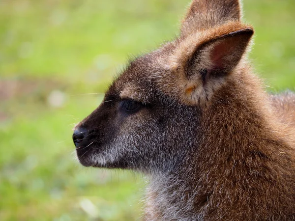 Porträt eines Wallabys — Stockfoto