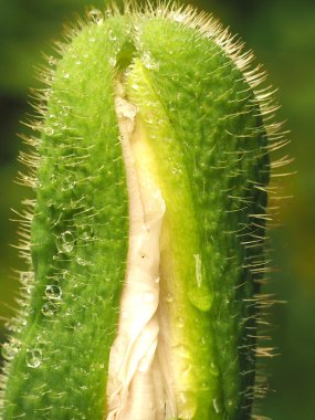 Açılış haşhaş bud