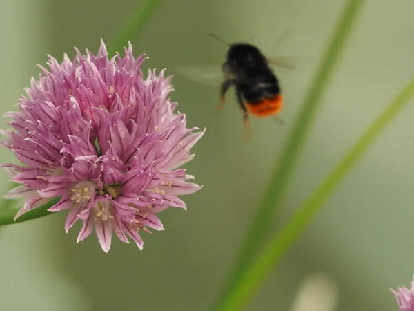 Gräslök blomma och bumble bee — Stockfoto