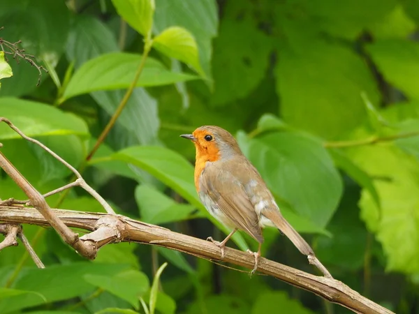 Robin (Erithacus rubecula) — Fotografia de Stock