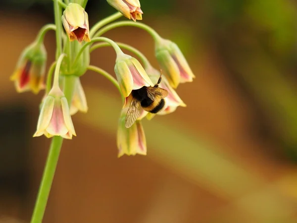 Abeja en flor de alium — Foto de Stock