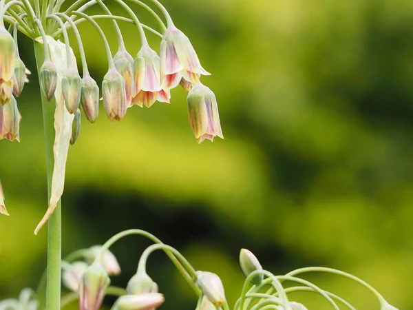 마늘 류 꽃 엽니다 — 스톡 사진