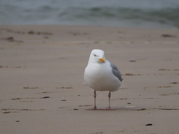 Eine Möwe am Strand — Stockfoto