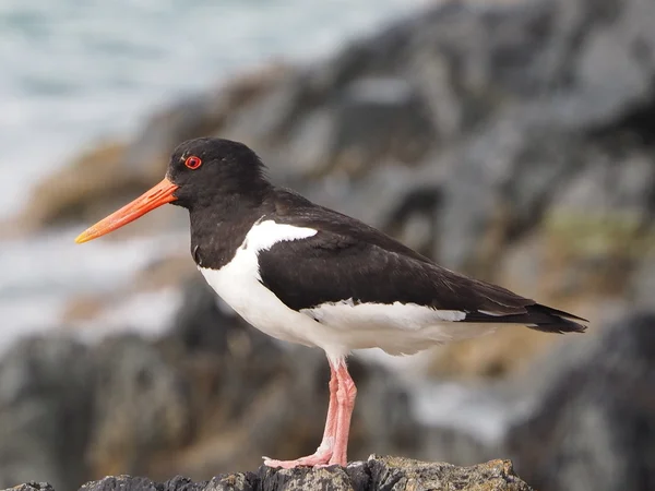 Oyster catcher — Stock fotografie