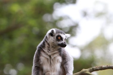 Halka Kuyruklu Lemur