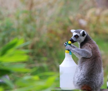 Halka Kuyruklu Lemur