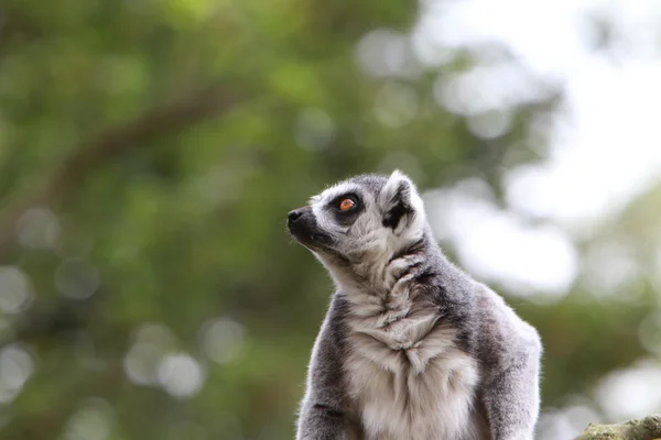 Anel cauda Lemur — Fotografia de Stock