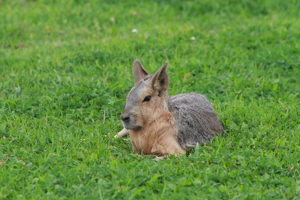 Patagonische Mara — Stockfoto