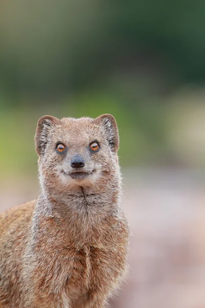 Жовтий mongoose — стокове фото
