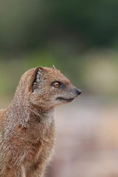 Yellow mongoose — Stock Photo, Image