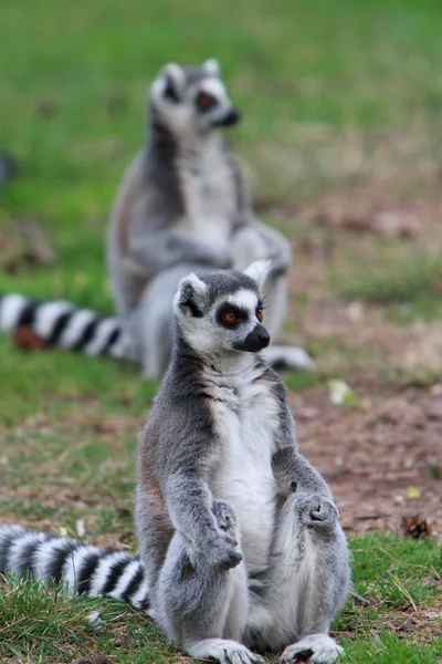 Anel cauda Lemur — Fotografia de Stock