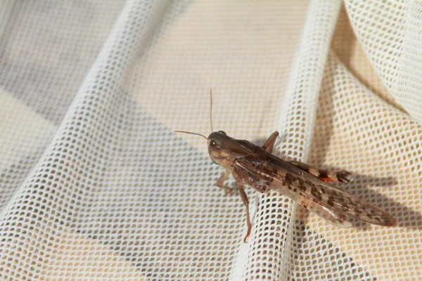 Grasshopper on a net — Stock Photo, Image