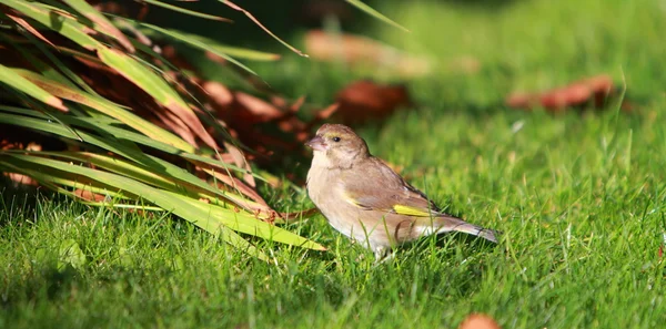 Juvenile Goldfinch — Stock Photo, Image