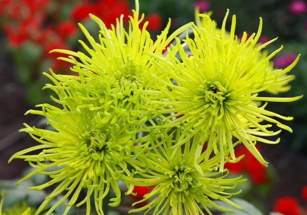 Spray chrysant — Stockfoto