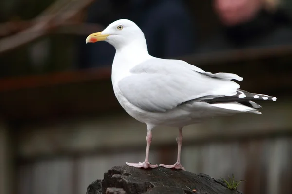 Seagull — Stock Photo, Image