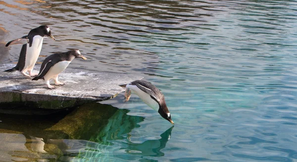 Gentoo penguin — Stock Photo, Image