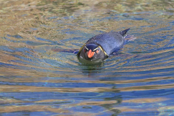 Rockhopper penguin in water — Stock Photo, Image