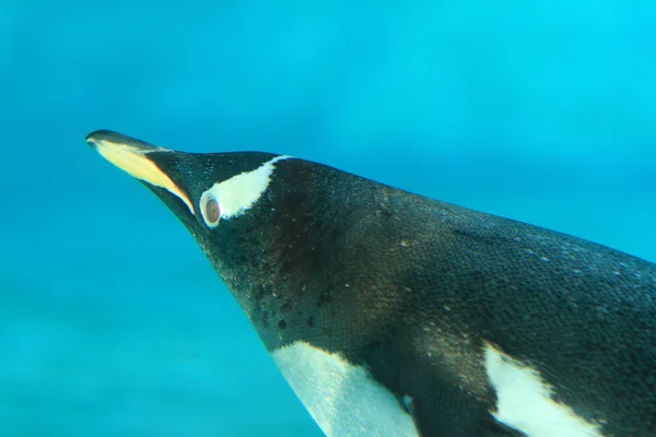 Gentoo penguin underwater — Stock Photo, Image