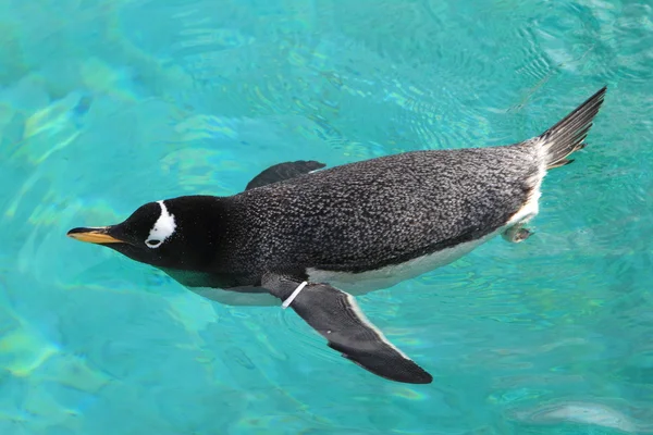 巴布亚企鹅 免版税图库图片